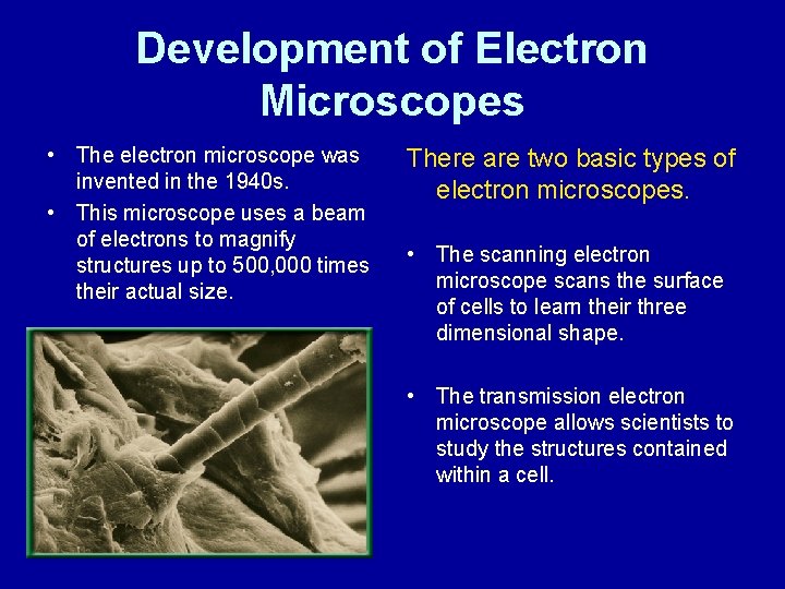 Development of Electron Microscopes • The electron microscope was invented in the 1940 s.