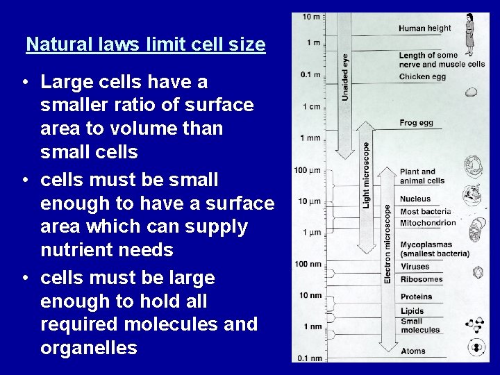Natural laws limit cell size • Large cells have a smaller ratio of surface
