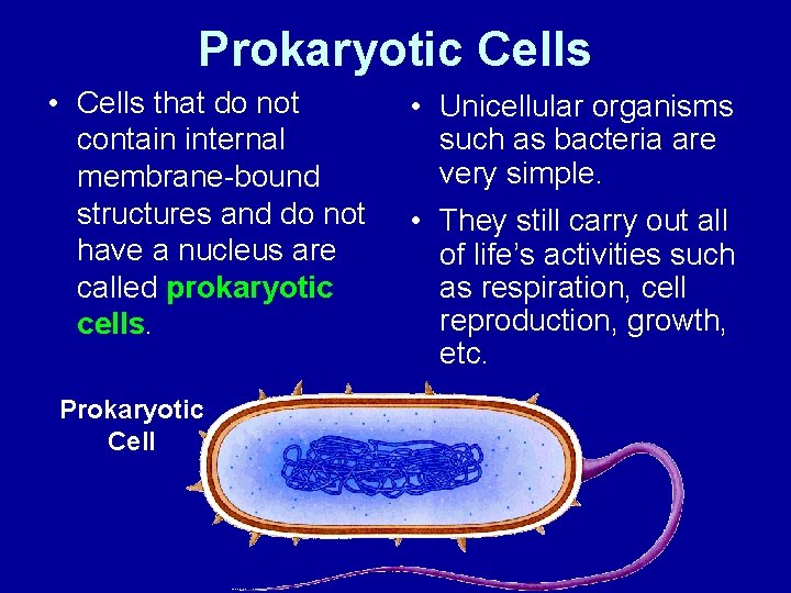 Prokaryotic Cells • Cells that do not contain internal membrane-bound structures and do not
