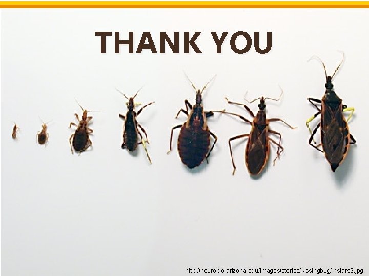 THANK YOU http: //neurobio. arizona. edu/images/stories/kissingbug/instars 3. jpg THANK YOU http: //neurobio. arizona. edu/images/stories/kissingbug/instars 3. jpg