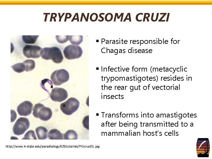 TRYPANOSOMA CRUZI § Parasite responsible for Chagas disease § Infective form (metacyclic trypomastigotes) resides TRYPANOSOMA CRUZI § Parasite responsible for Chagas disease § Infective form (metacyclic trypomastigotes) resides