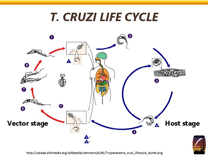 T. CRUZI LIFE CYCLE Vector stage http: //upload. wikimedia. org/wikipedia/commons/b/b 9/Trypanosoma_cruzi_lifecycle_dumb. png Host stage T. CRUZI LIFE CYCLE Vector stage http: //upload. wikimedia. org/wikipedia/commons/b/b 9/Trypanosoma_cruzi_lifecycle_dumb. png Host stage