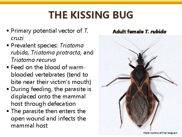 THE KISSING BUG § Primary potential vector of T. cruzi § Prevalent species: Triatoma THE KISSING BUG § Primary potential vector of T. cruzi § Prevalent species: Triatoma