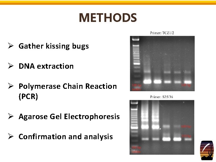 METHODS Ø Gather kissing bugs Ø DNA extraction Ø Polymerase Chain Reaction (PCR) Ø METHODS Ø Gather kissing bugs Ø DNA extraction Ø Polymerase Chain Reaction (PCR) Ø