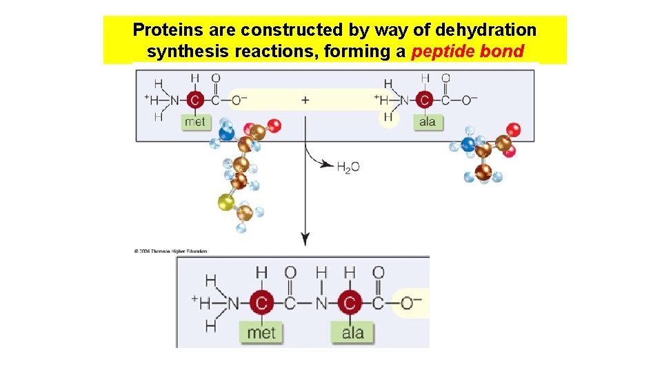 Proteins are constructed by way of dehydration synthesis reactions, forming a peptide bond Proteins are constructed by way of dehydration synthesis reactions, forming a peptide bond