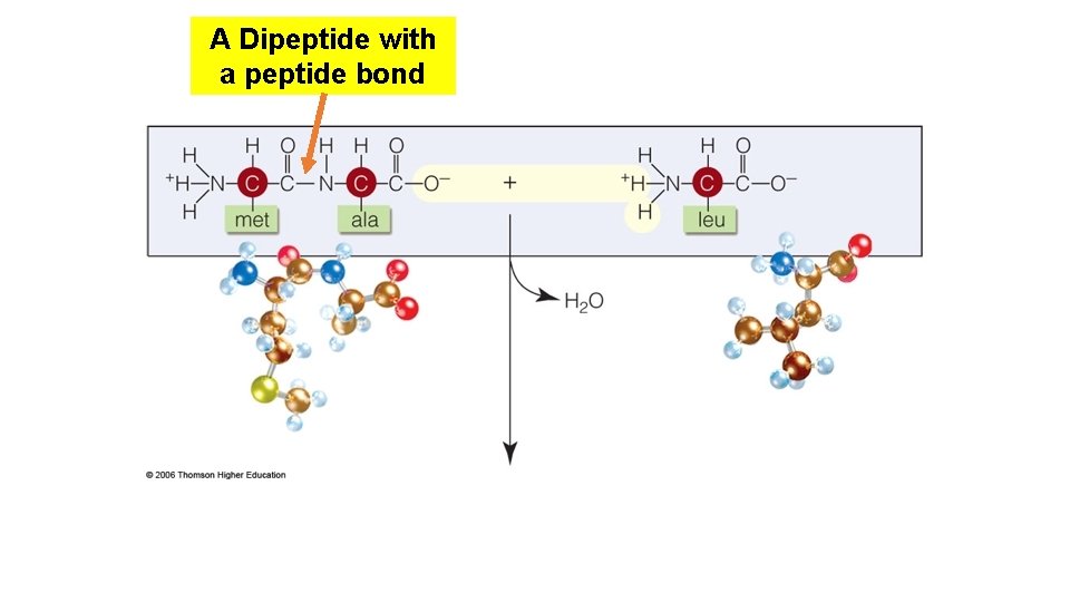 A Dipeptide with a peptide bond A Dipeptide with a peptide bond