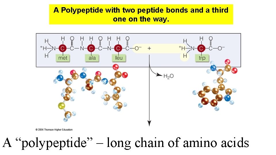 A Polypeptide with two peptide bonds and a third one on the way. A A Polypeptide with two peptide bonds and a third one on the way. A