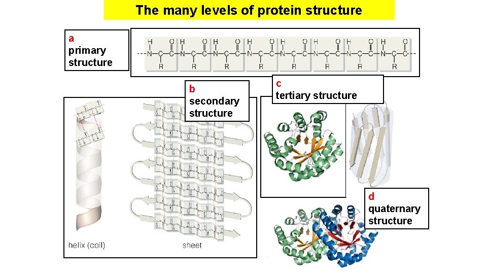 The many levels of protein structure a primary structure b secondary structure c tertiary The many levels of protein structure a primary structure b secondary structure c tertiary