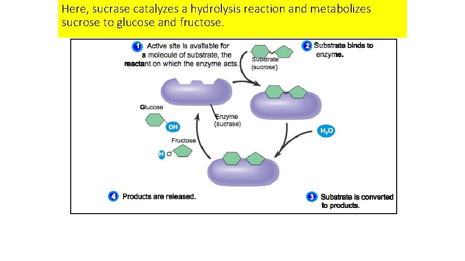 Here, sucrase catalyzes a hydrolysis reaction and metabolizes sucrose to glucose and fructose. Here, sucrase catalyzes a hydrolysis reaction and metabolizes sucrose to glucose and fructose.