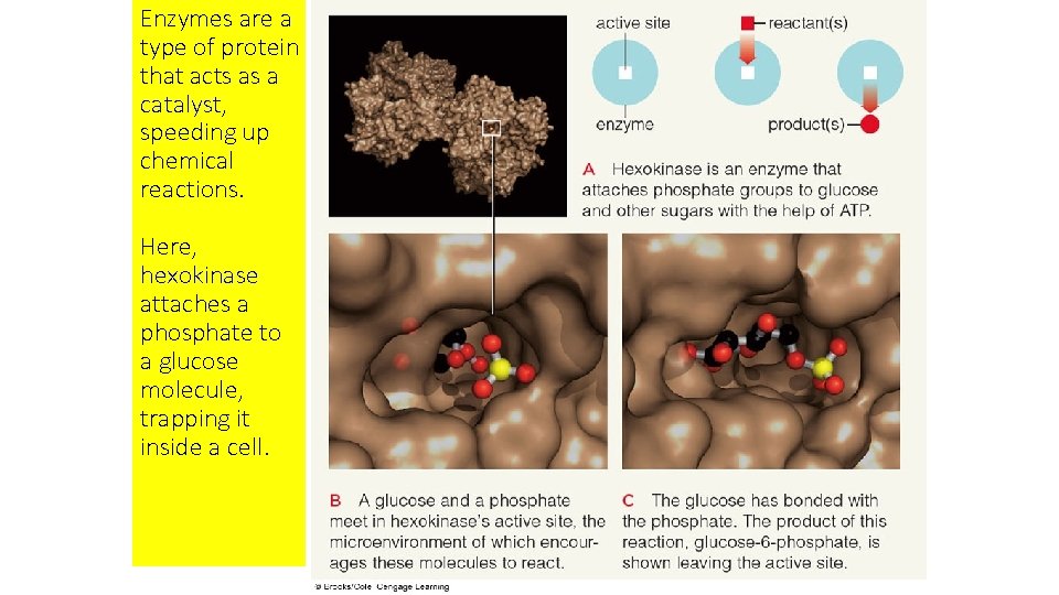 Enzymes are a type of protein that acts as a catalyst, speeding up chemical Enzymes are a type of protein that acts as a catalyst, speeding up chemical