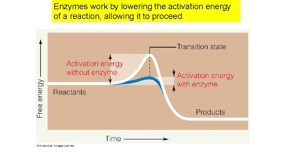 Enzymes work by lowering the activation energy of a reaction, allowing it to proceed. Enzymes work by lowering the activation energy of a reaction, allowing it to proceed.