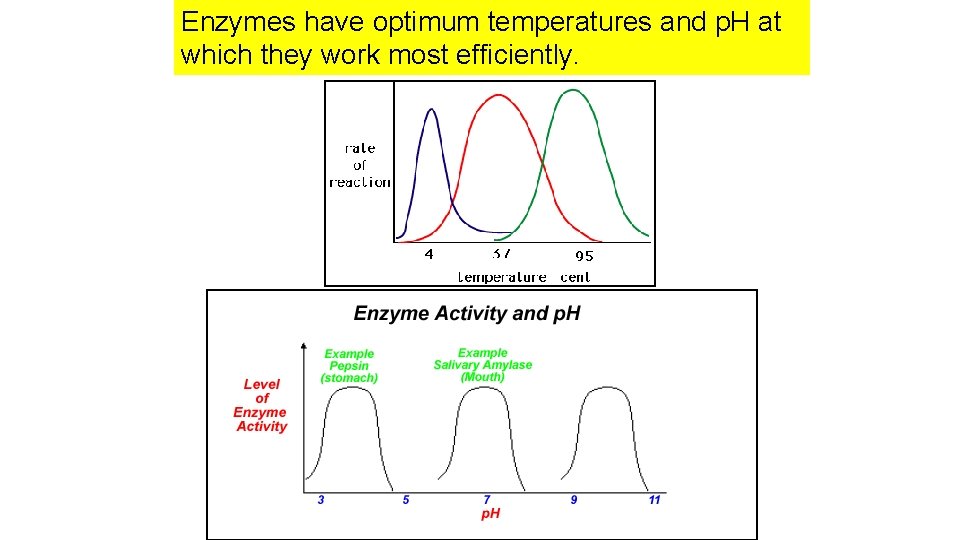 Enzymes have optimum temperatures and p. H at which they work most efficiently. Enzymes have optimum temperatures and p. H at which they work most efficiently.