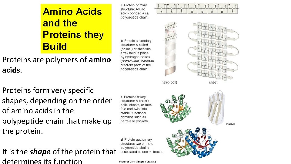Amino Acids and the Proteins they Build Proteins are polymers of amino acids. Proteins Amino Acids and the Proteins they Build Proteins are polymers of amino acids. Proteins