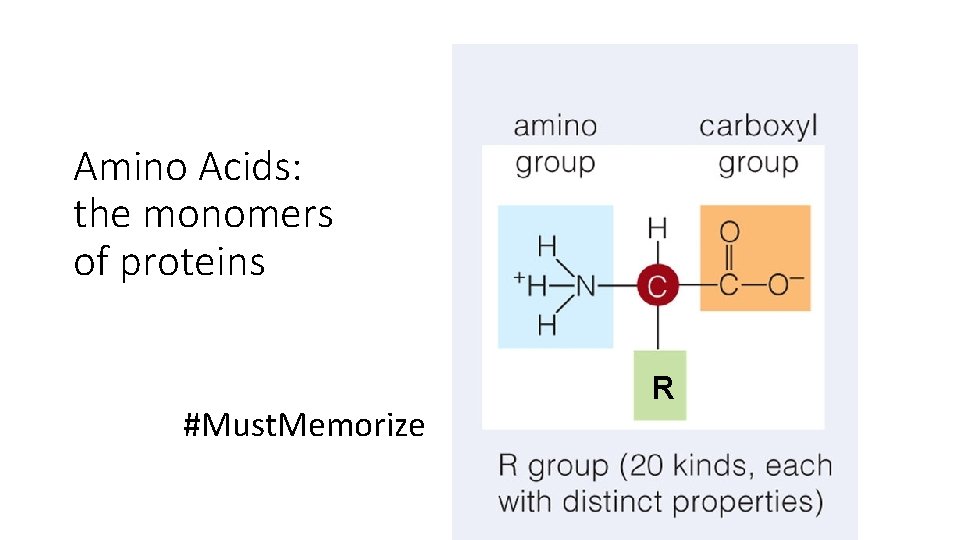 Amino Acids: the monomers of proteins #Must. Memorize R Amino Acids: the monomers of proteins #Must. Memorize R