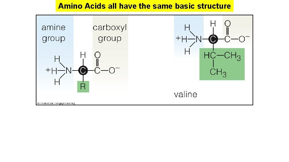 Amino Acids all have the same basic structure Amino Acids all have the same basic structure