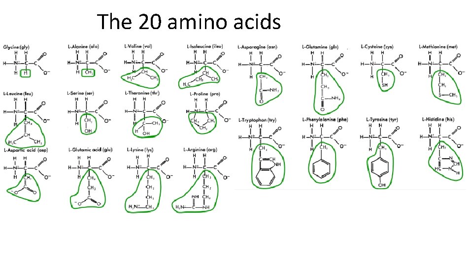The 20 amino acids The 20 amino acids