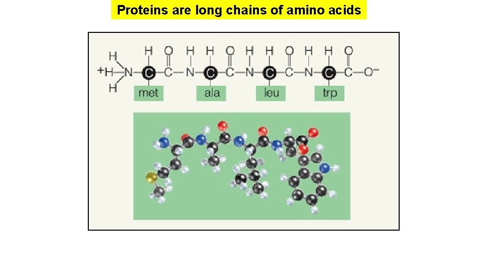 Proteins are long chains of amino acids Proteins are long chains of amino acids