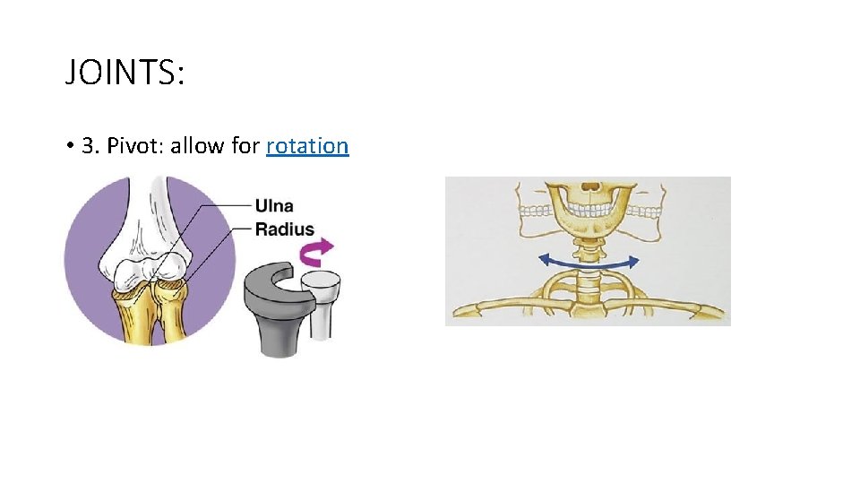 BONE NOTES Building Bone Tissue There are 3