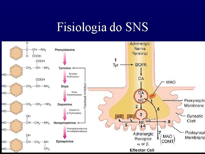 Fisiologia do SNS 