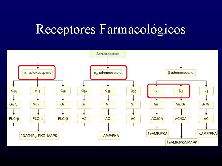 Receptores Farmacológicos 