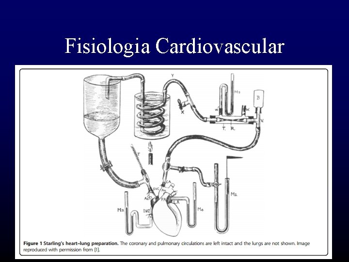 Fisiologia Cardiovascular 