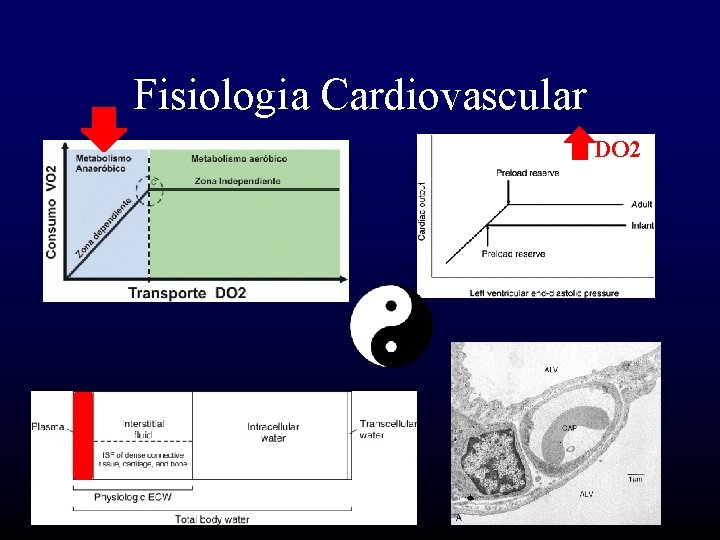 Fisiologia Cardiovascular DO 2 