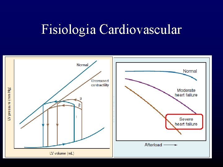 Fisiologia Cardiovascular 