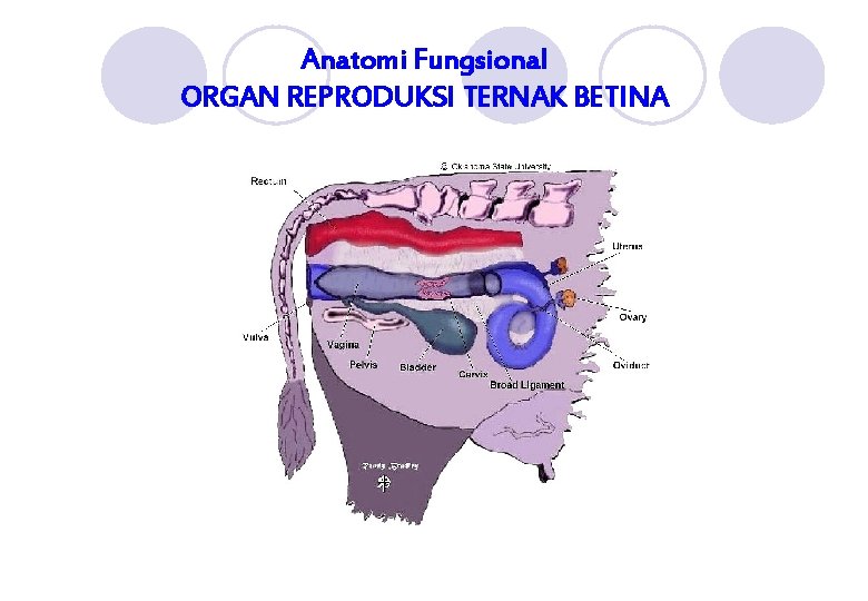 Anatomi Fungsional ORGAN REPRODUKSI TERNAK BETINA 