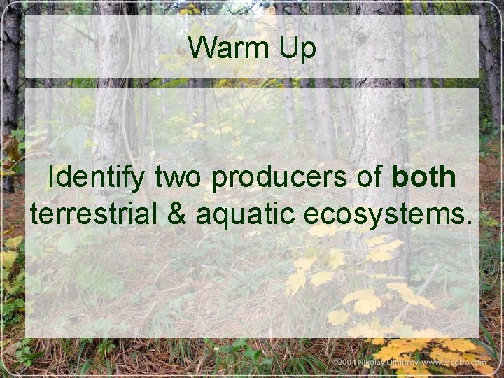 Warm Up Identify two producers of both terrestrial & aquatic ecosystems. 
