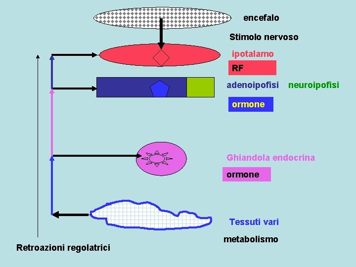 encefalo Stimolo nervoso ipotalamo RF adenoipofisi neuroipofisi ormone Ghiandola endocrina ormone Tessuti vari Retroazioni