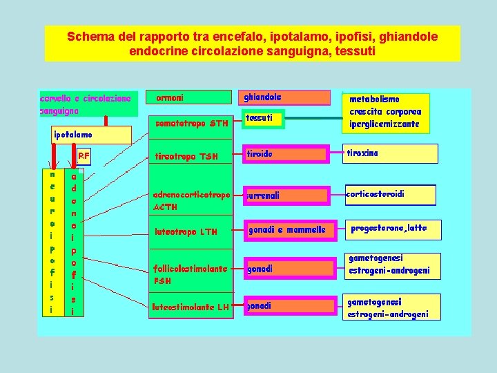 Schema del rapporto tra encefalo, ipotalamo, ipofisi, ghiandole endocrine circolazione sanguigna, tessuti 