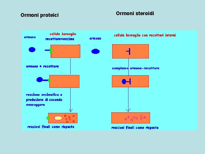 Ormoni proteici Ormoni steroidi 