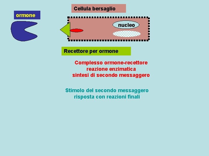 Cellula bersaglio ormone nucleo Recettore per ormone Complesso ormone-recettore reazione enzimatica sintesi di secondo