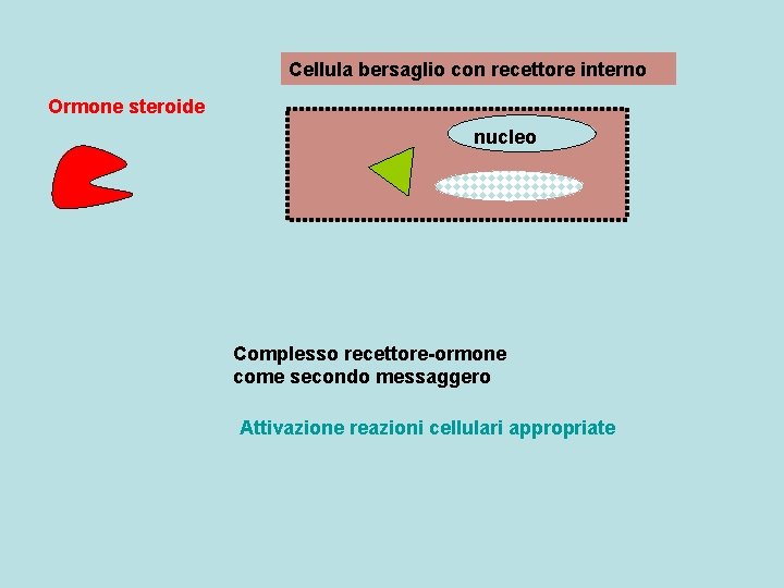 Cellula bersaglio con recettore interno Ormone steroide nucleo Complesso recettore-ormone come secondo messaggero Attivazione