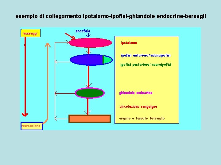 esempio di collegamento ipotalamo-ipofisi-ghiandole endocrine-bersagli 