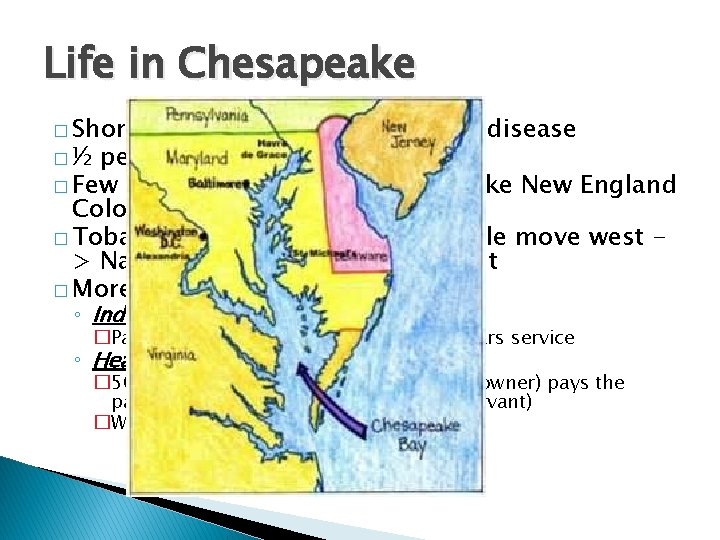 Life in Chesapeake � Shorter life span due to spread of disease � ½