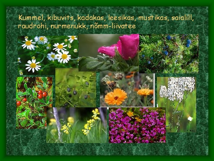 Kummel, kibuvits, kadakas, leesikas, mustikas, saialill, raudrohi, nurmenukk, nõmm-liivatee 