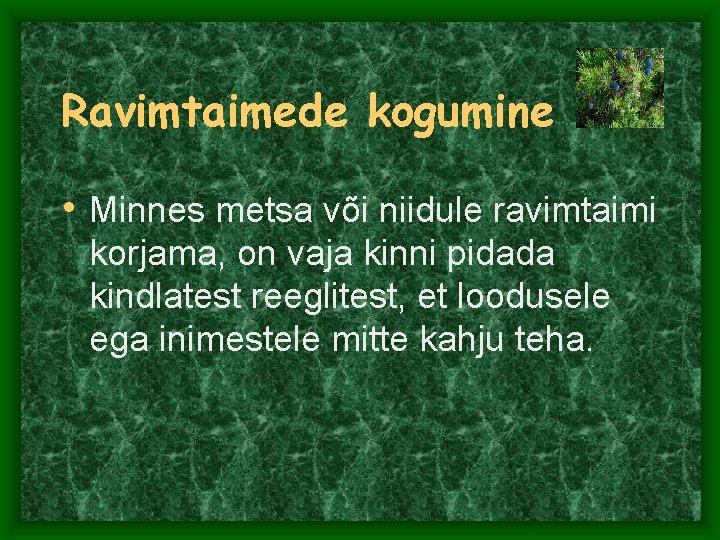 Ravimtaimede kogumine • Minnes metsa või niidule ravimtaimi korjama, on vaja kinni pidada kindlatest