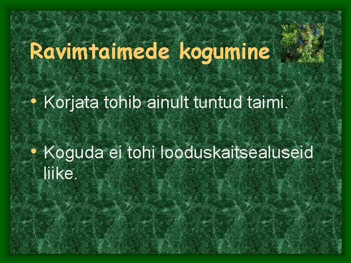 Ravimtaimede kogumine • Korjata tohib ainult tuntud taimi. • Koguda ei tohi looduskaitsealuseid liike.