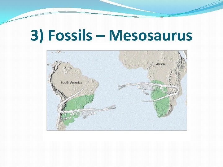 3) Fossils – Mesosaurus 