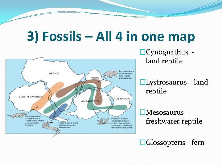 3) Fossils – All 4 in one map �Cynognathus land reptile �Lystrosaurus – land