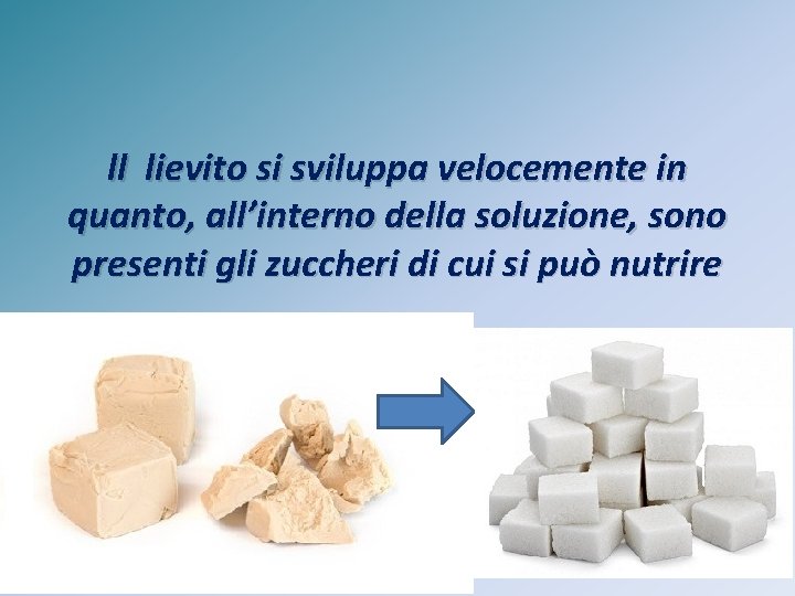 ll lievito si sviluppa velocemente in quanto, all’interno della soluzione, sono presenti gli zuccheri