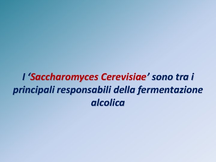 I ‘Saccharomyces Cerevisiae’ sono tra i principali responsabili della fermentazione alcolica 