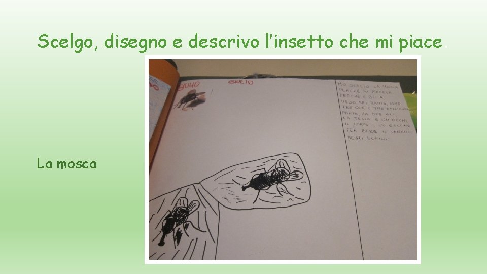 Scelgo, disegno e descrivo l’insetto che mi piace. La mosca 