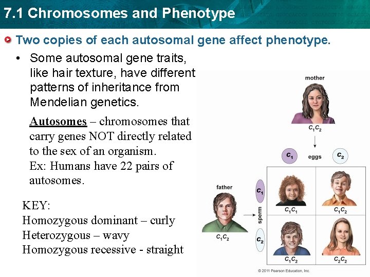 7. 1 Chromosomes and Phenotype Two copies of each autosomal gene affect phenotype. •