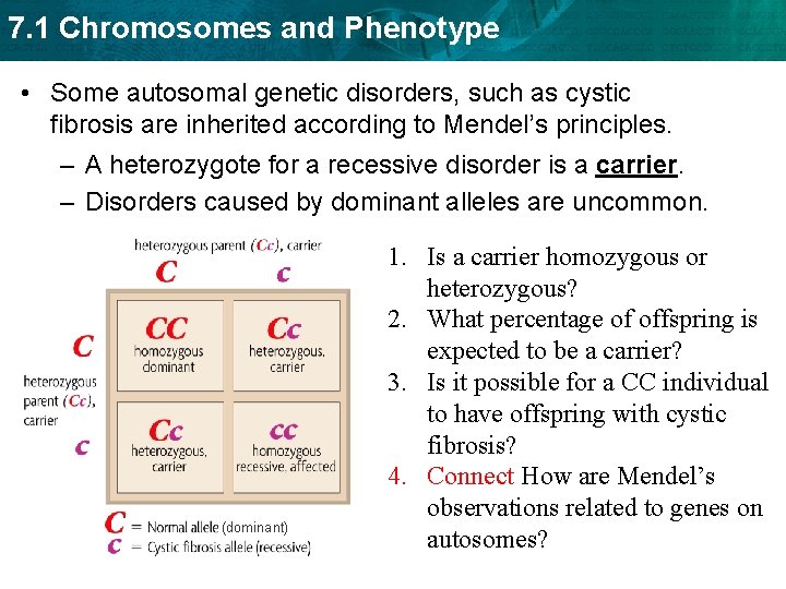7. 1 Chromosomes and Phenotype • Some autosomal genetic disorders, such as cystic fibrosis