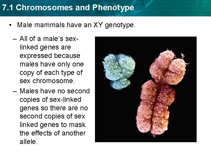 7. 1 Chromosomes and Phenotype • Male mammals have an XY genotype. – All