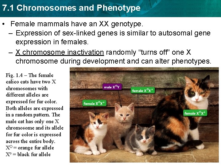 7. 1 Chromosomes and Phenotype • Female mammals have an XX genotype. – Expression