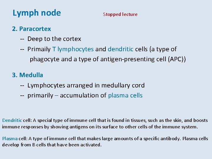 Lymph node Stopped lecture 2. Paracortex -- Deep to the cortex -- Primaily T