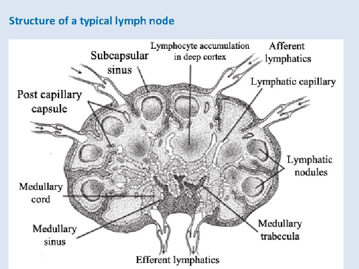 Structure of a typical lymph node 